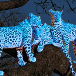 Space Leopards at Night