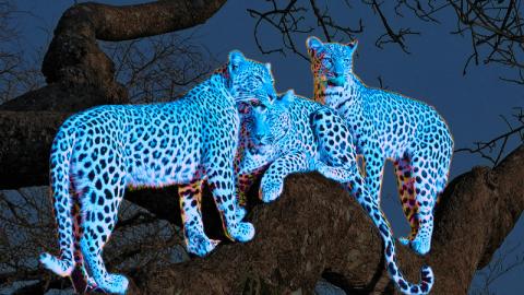 Space Leopards at Night