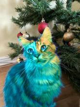 An adorable blue cat poses in front of a Christmas tree.  
